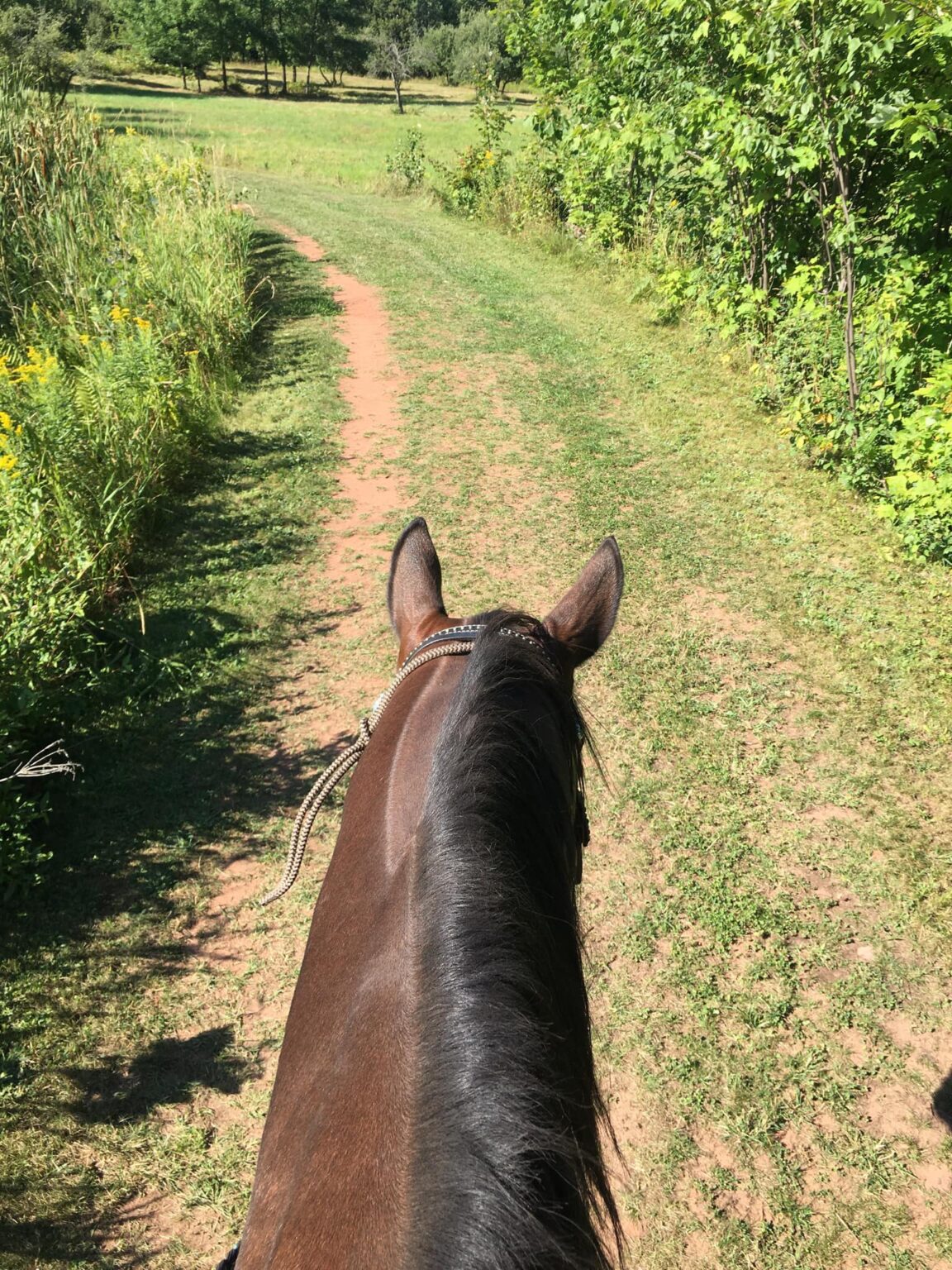 Summer Horseback Trail Riding is in full swing!! Come Riding